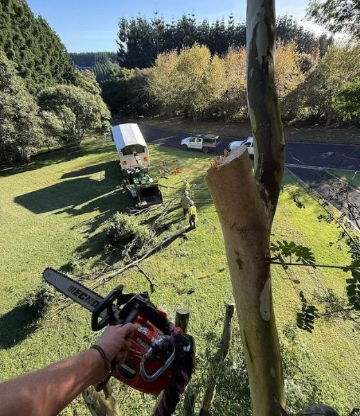Hedge trimming and shaping on a tidy property boundary